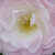 Bijela - ružičasta - Grmolike ruže - Bouquet Parfait®